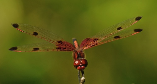 Male
2011_05_29_Rabun